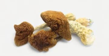Golden Teacher Magic Mushrooms