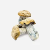 Hillbilly Magic Mushrooms